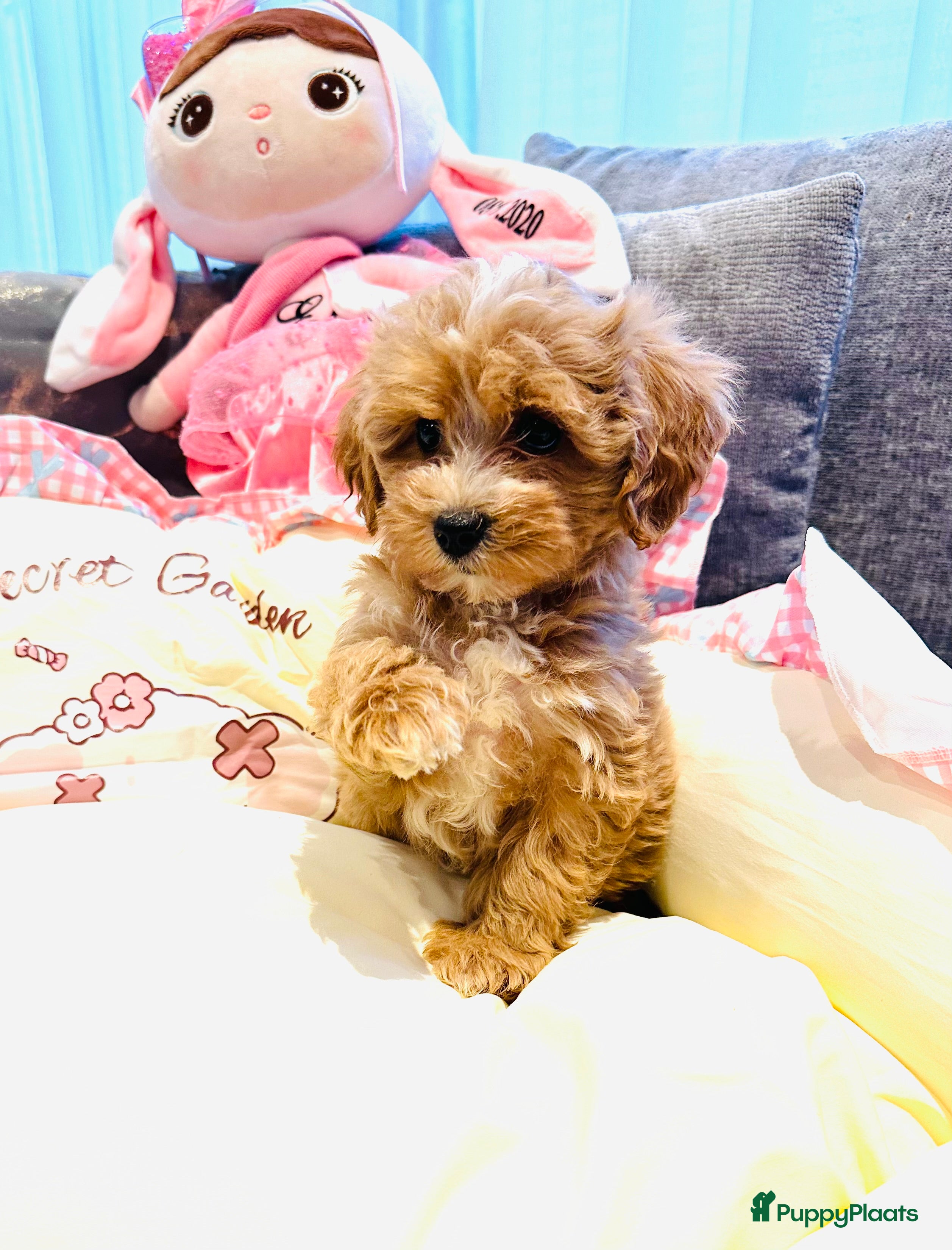 Maltipoo honden Bijzonder mooie maltipoo pups kunnen bijna weg - Advertentie 1