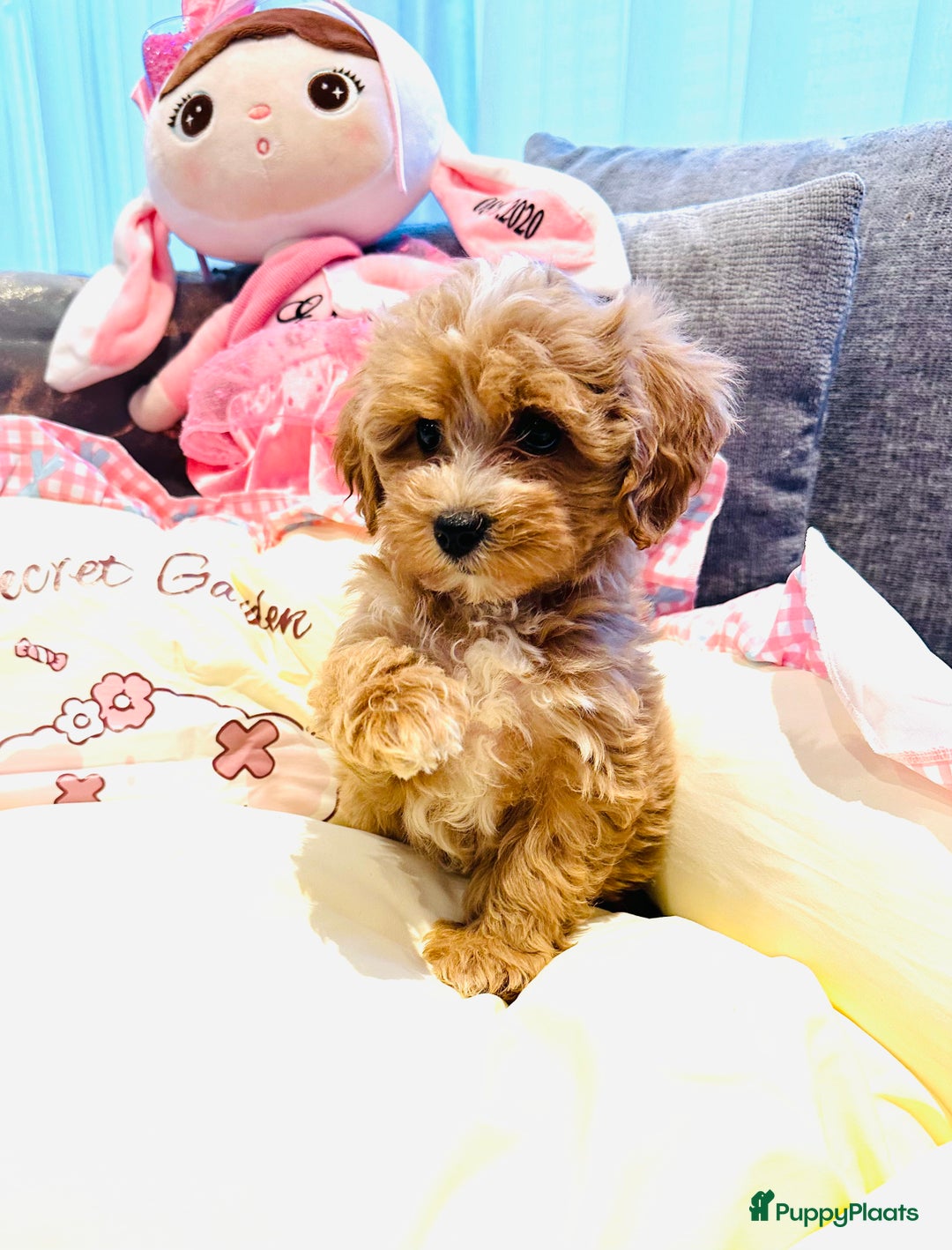Maltipoo honden te koop: Bijzonder mooie maltipoo pups kunnen bijna weg - Advertentie 1