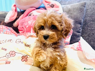 Maltipoo honden Bijzonder mooie maltipoo pups kunnen bijna weg - Advertentie 4