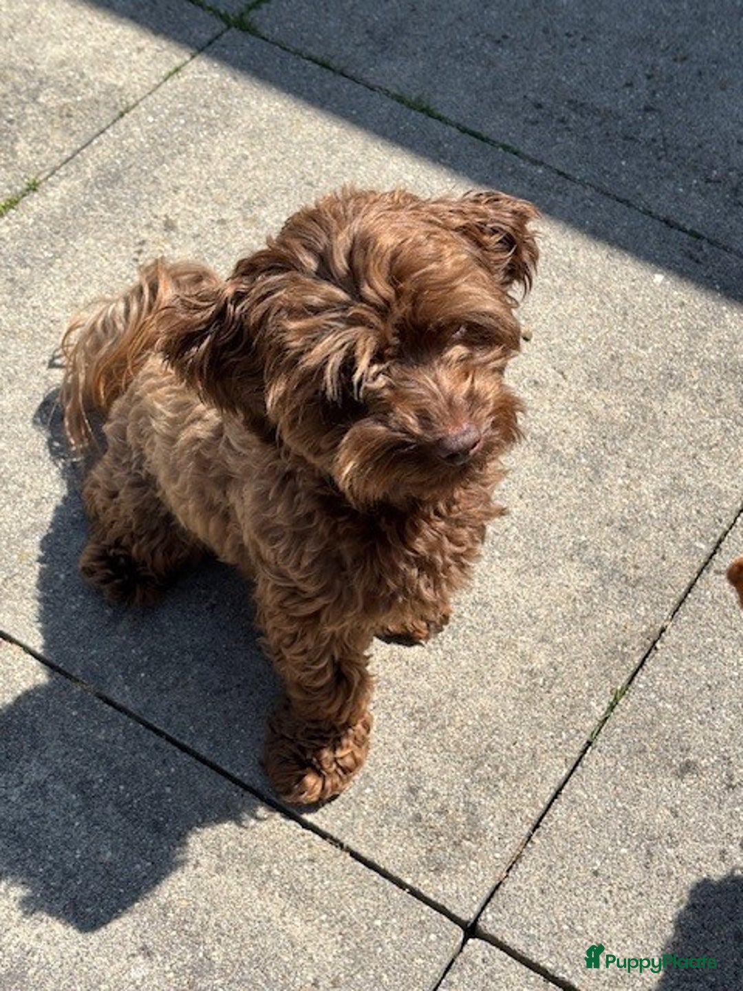 Shihpoo honden te koop: Shihpoo pups - Afbeelding 7