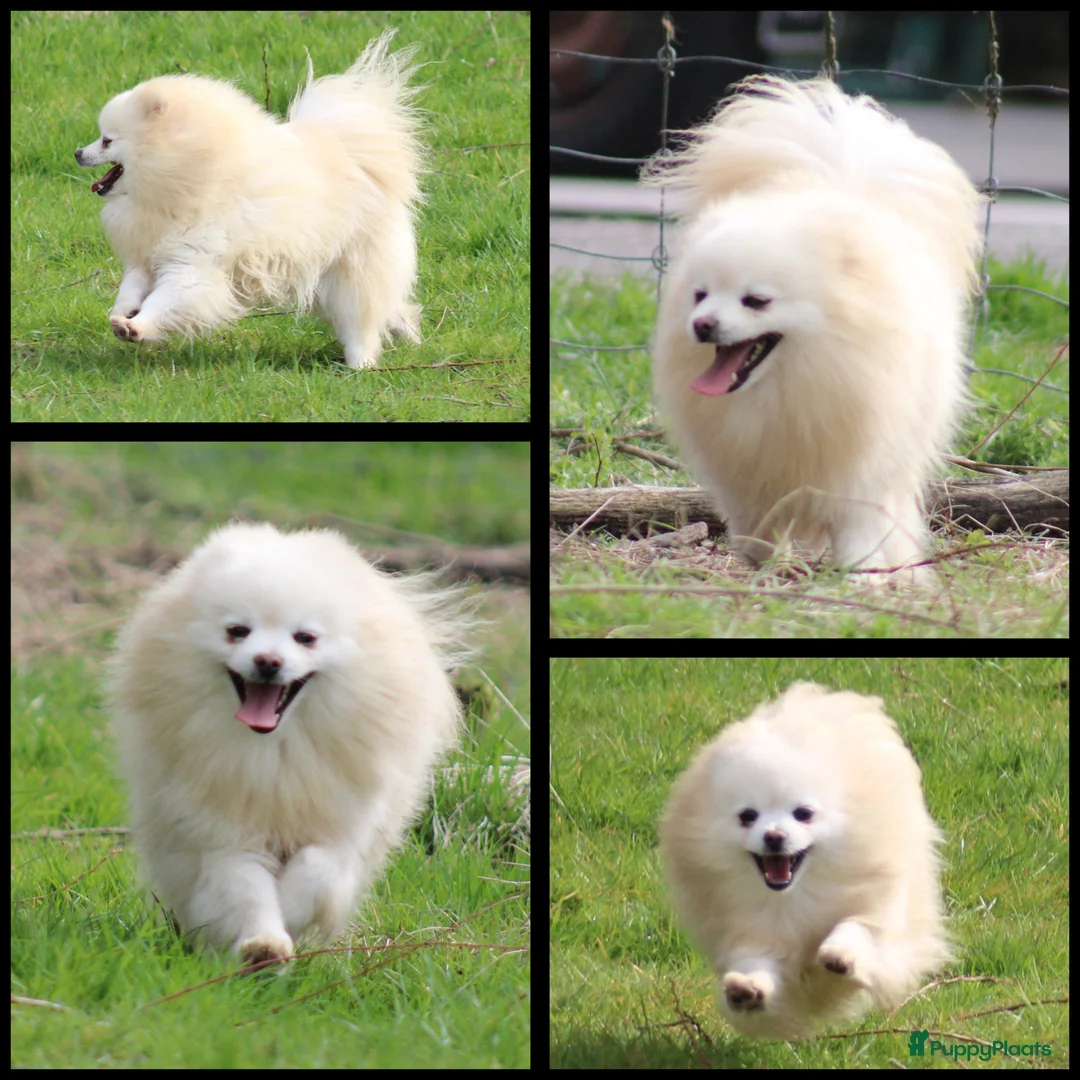 Pomeriaan honden te koop: Pomeriaan pups - Advertentie 23