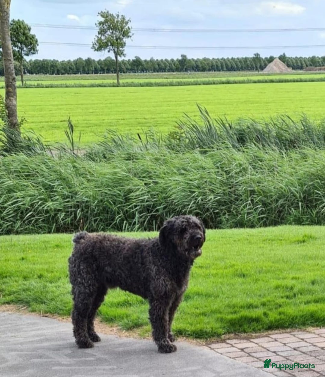 Bouvier des Flandres honden te koop: Raszuivere bouvier pups zonder stamboom. Gitzwart - Advertentie 12