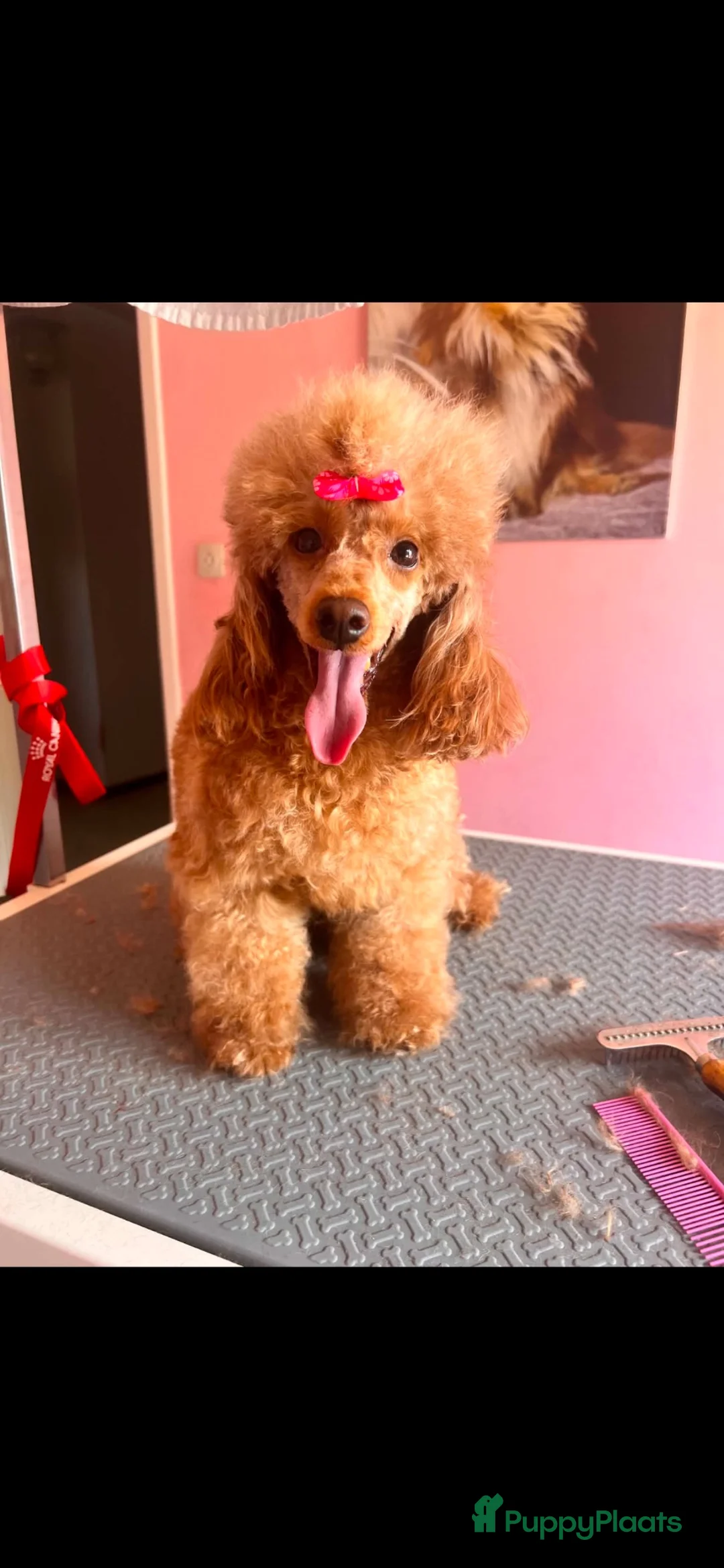 Poedel Toy honden te koop: Toy poedel teefje in Ommen - Advertentie 5