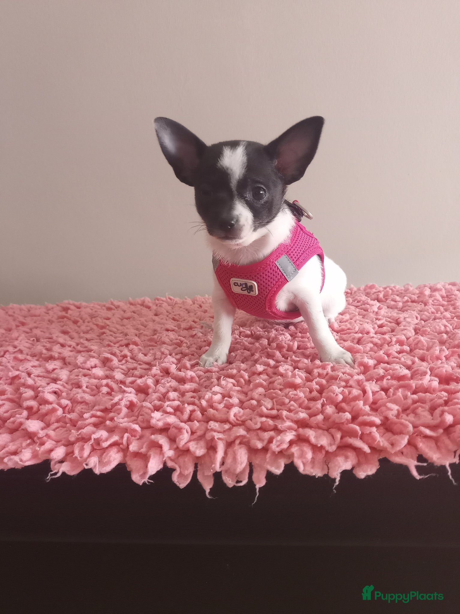 Chihuahua honden Chihuahua Puppy teefje volledig medisch getest! - Advertentie 1