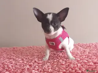 Chihuahua honden Chihuahua Puppy teefje volledig medisch getest! - Advertentie 2