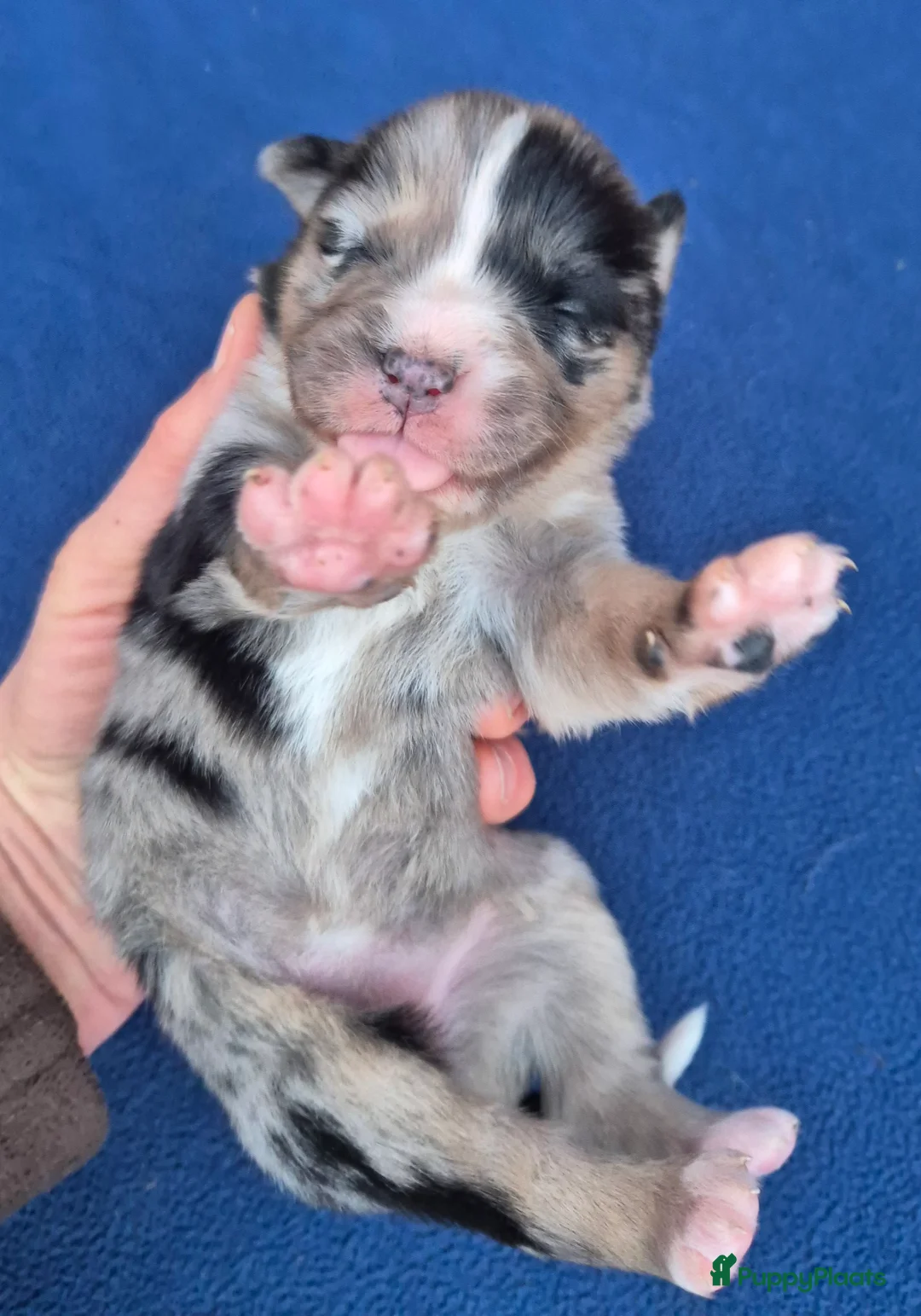 Kruising honden te koop: Australian shepherd x Pomsky (mini-aussie) - Advertentie 17
