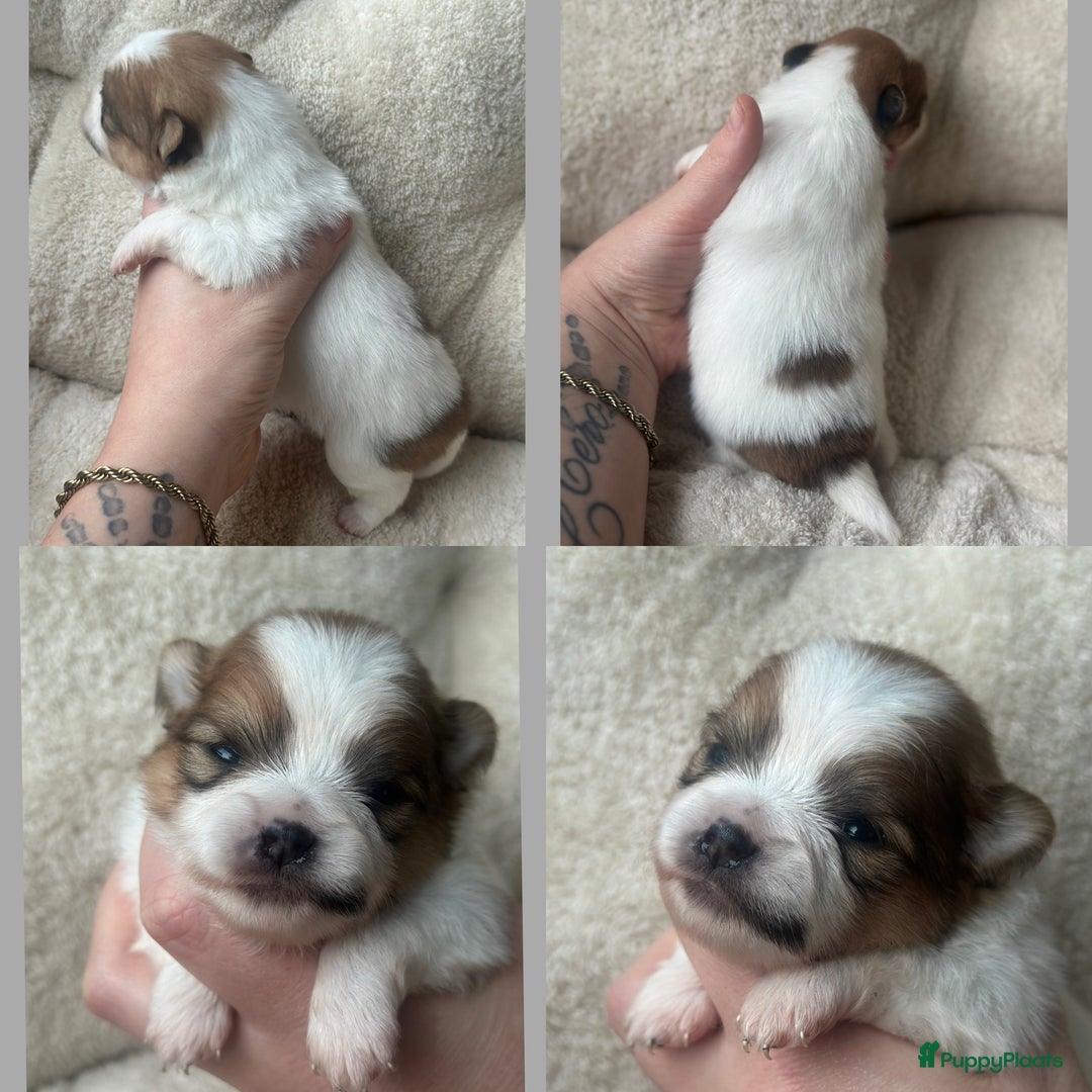 Pomeriaan honden te koop: Pomeriaan parti colour teefje geboren 23-12-2025 - Advertentie 3