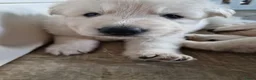 Zwitserse Witte Herdershond honden te koop: zwitserse witte herder pups - Advertentie 2