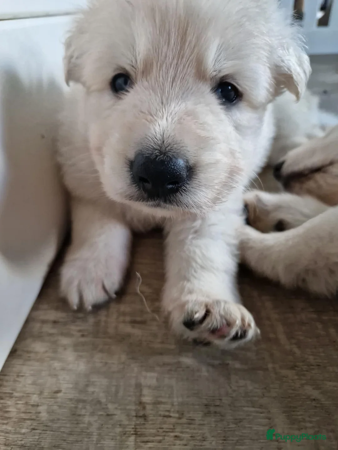 Zwitserse Witte Herdershond honden te koop: zwitserse witte herder pups - Advertentie 2