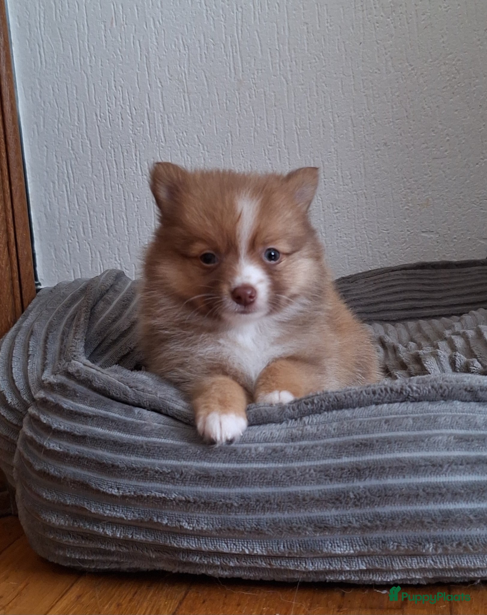 Pomsky honden te koop: Simba 💙 F3b pomsky puppy - Advertentie 1