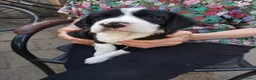 Kruising honden te koop: lieve kruising Beagle - Advertentie 13