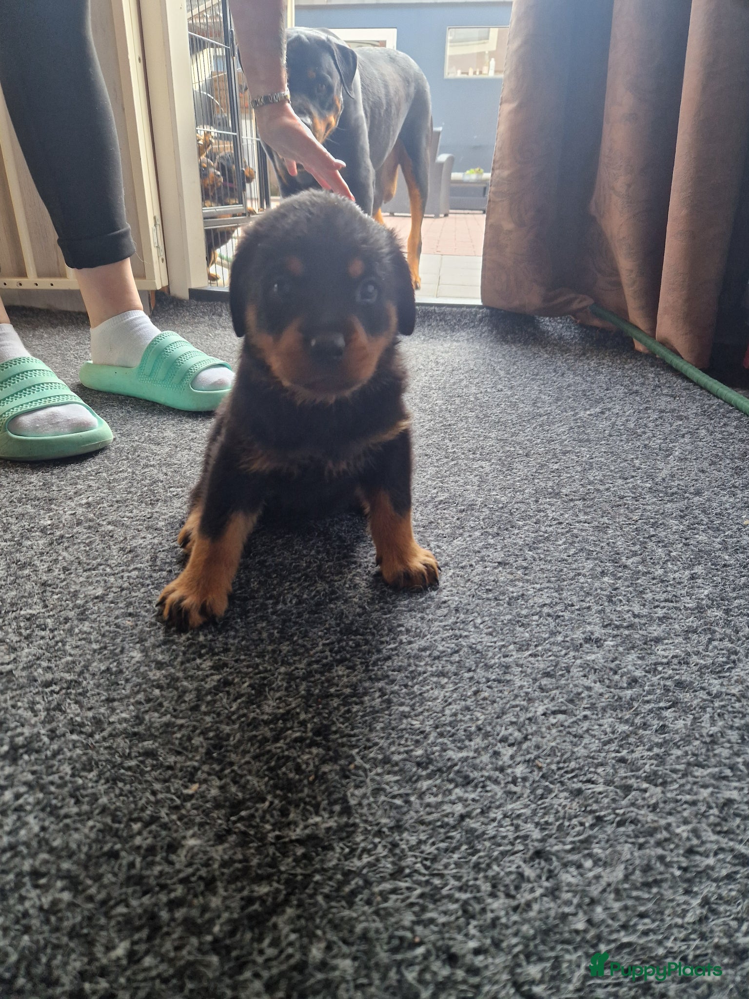Rottweiler honden te koop: Super mooie rottweilerpups - Advertentie 3