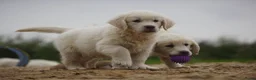 Golden Retriever honden te koop: Golden Retriever Pups met Stamboom. - Advertentie 9