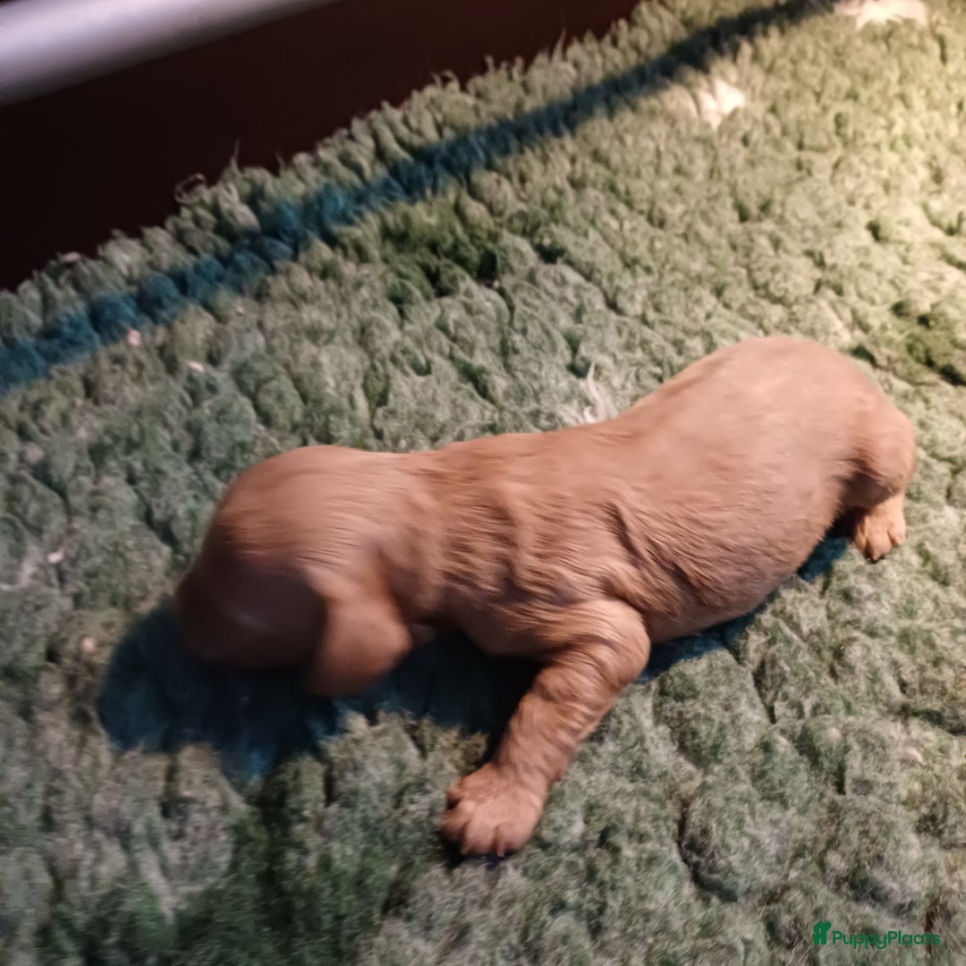 Labradoodle honden te koop: Prachtige multigen labradoodle pups - Advertentie 8