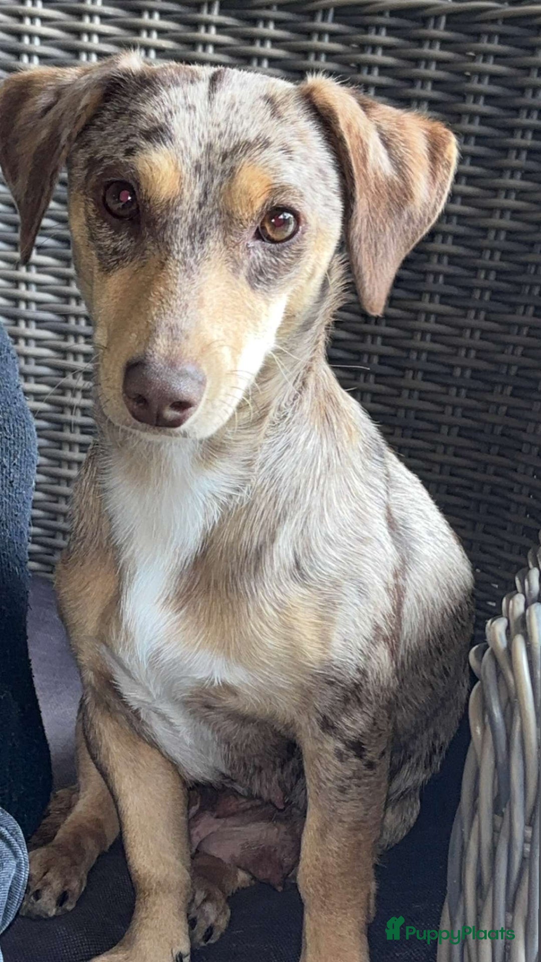 Jack Russel Terriër honden te koop: Jack Russel pup”s chocotan - Advertentie 5