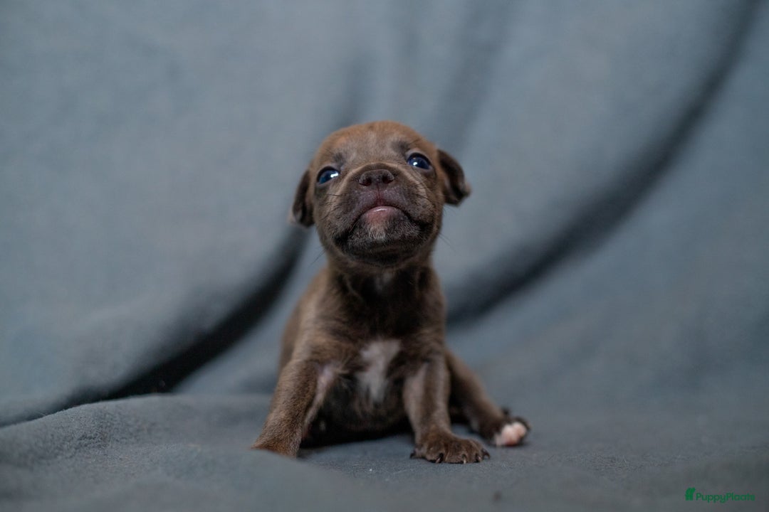 Kruising honden te koop: Pitbull x Cane Corso x Old English Bulldog puppies - Advertentie 8