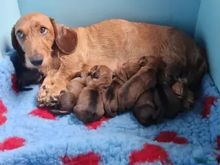 Ruwhaar Teckel honden Ruwhaar standaard teckel - Advertentie 1