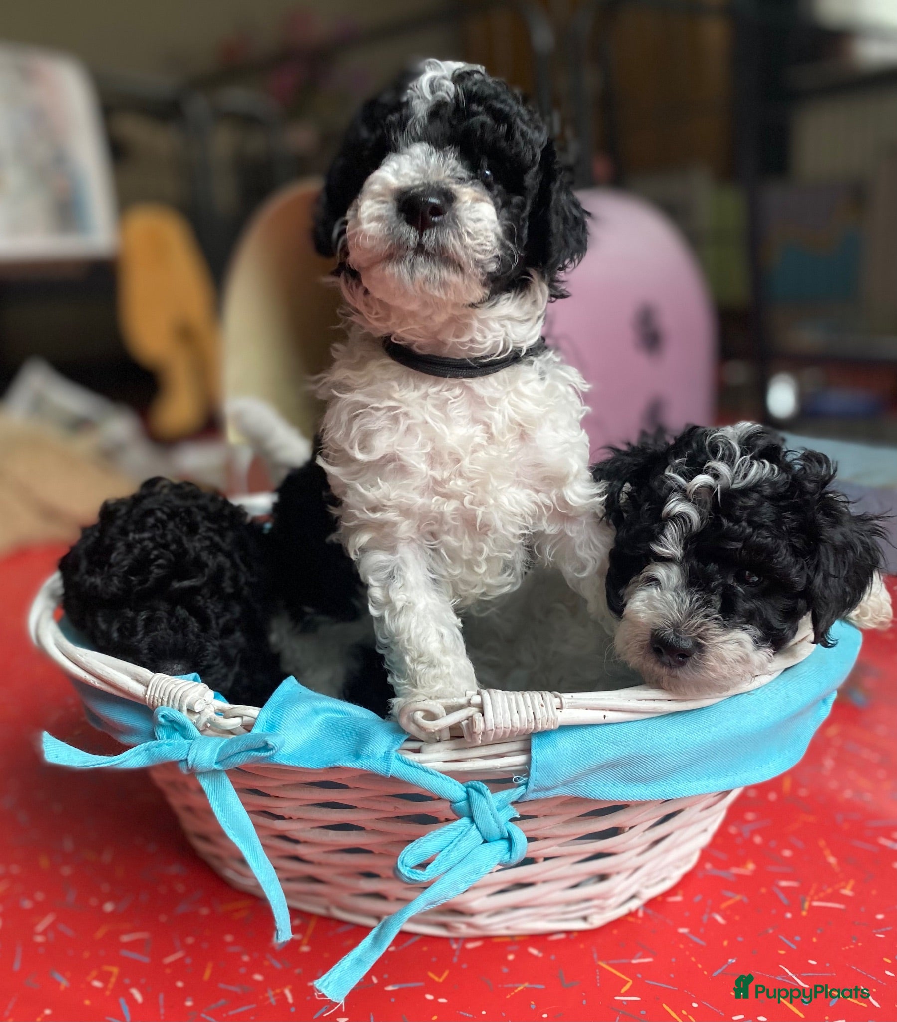 Dwergpoedel honden Dwergpoedel harlekijn zwart/wit  - Advertentie 17