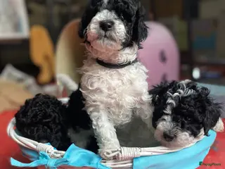 Dwergpoedel honden Dwergpoedel harlekijn zwart/wit - Advertentie 17