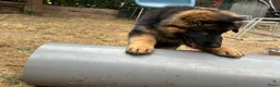Duitse Herder honden te koop: Duitse herder puppy’s - Advertentie 3