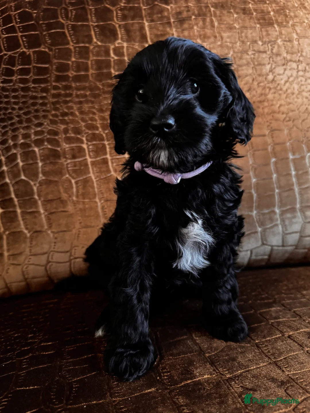 Australian Labradoodle honden te koop: Australian labradoodle pups - Advertentie 1