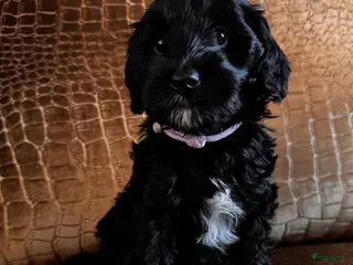 Australian Labradoodle honden Australian labradoodle pups - Advertentie 1