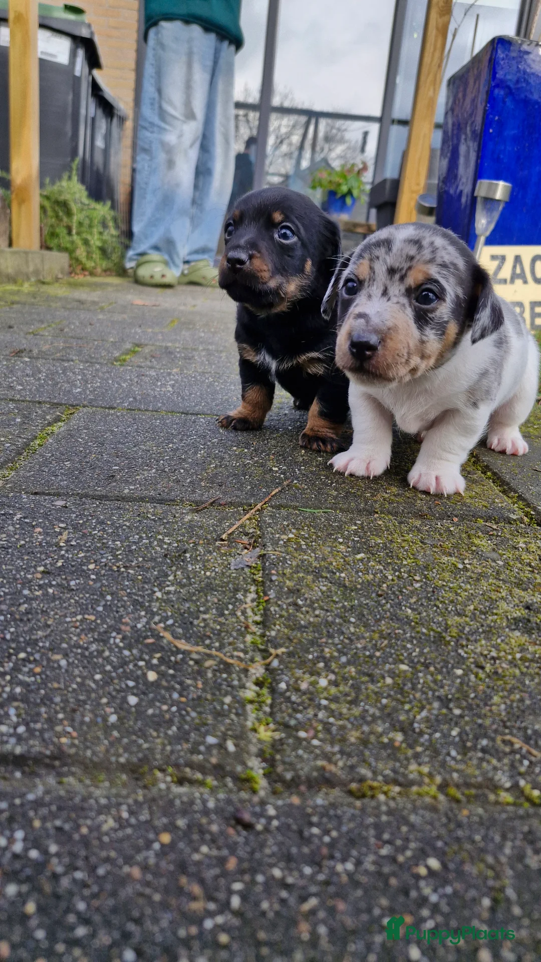 Jack Russel Terriër honden te koop: Jack Russell pups in De Wijk - Advertentie 1