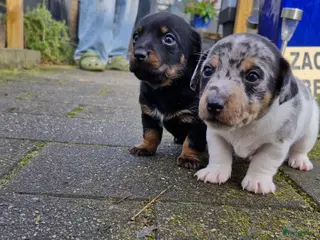 Jack Russel Terriër honden Jack Russell pups in De Wijk - Advertentie 1
