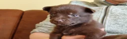 Australian Kelpie honden te koop: Mooie Australian Kelpie pups - Advertentie 5