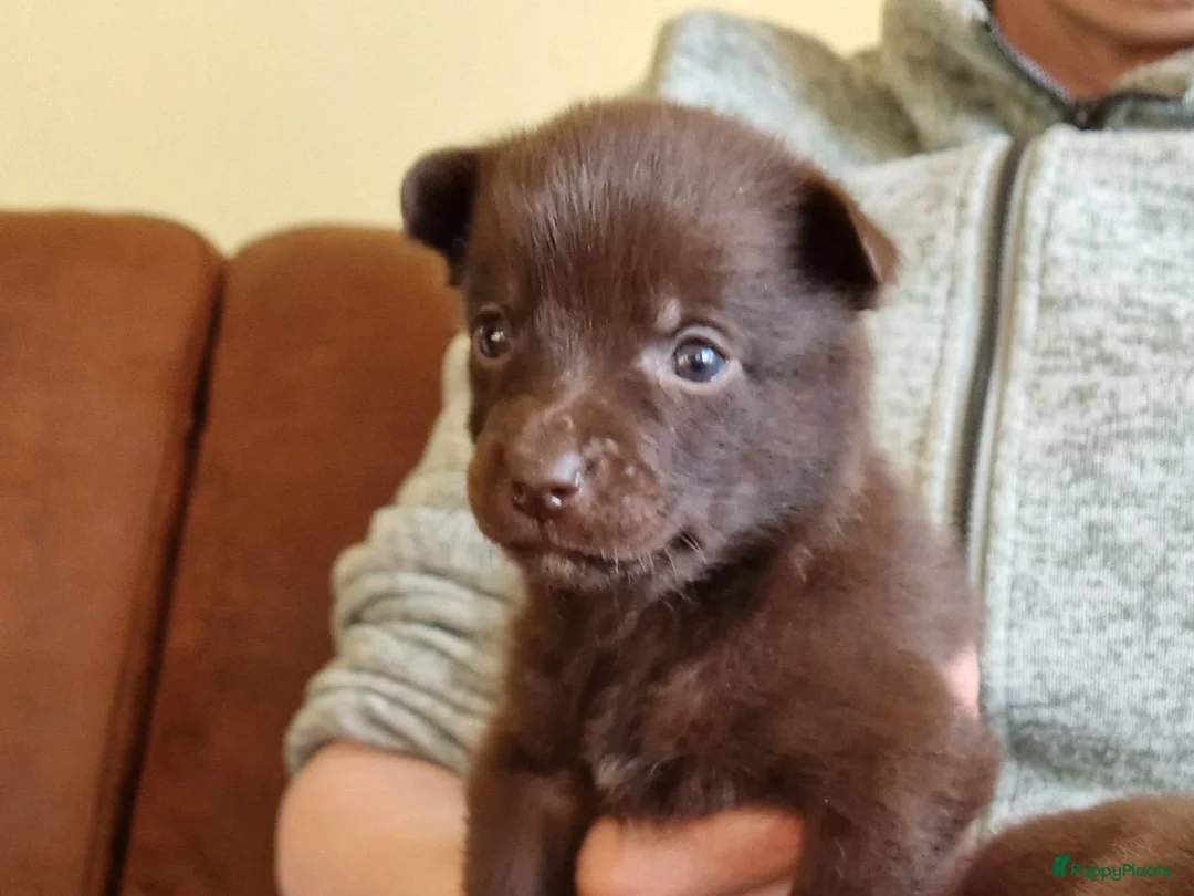 Australian Kelpie honden te koop: Mooie Australian Kelpie pups - Advertentie 5