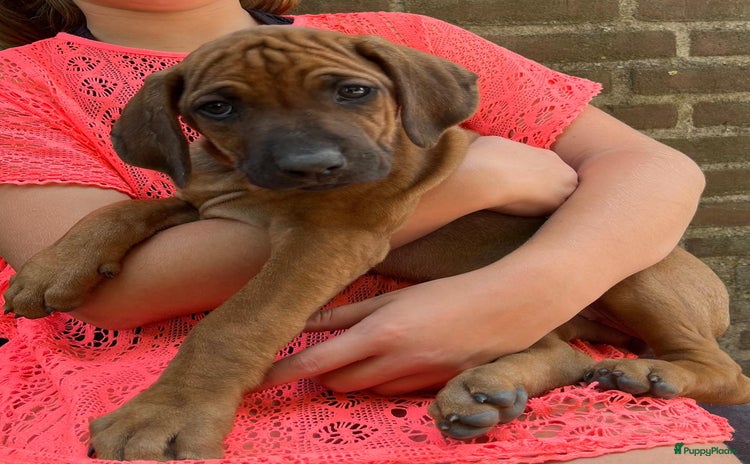 Rhodesian Ridgeback honden - Advertentie 2
