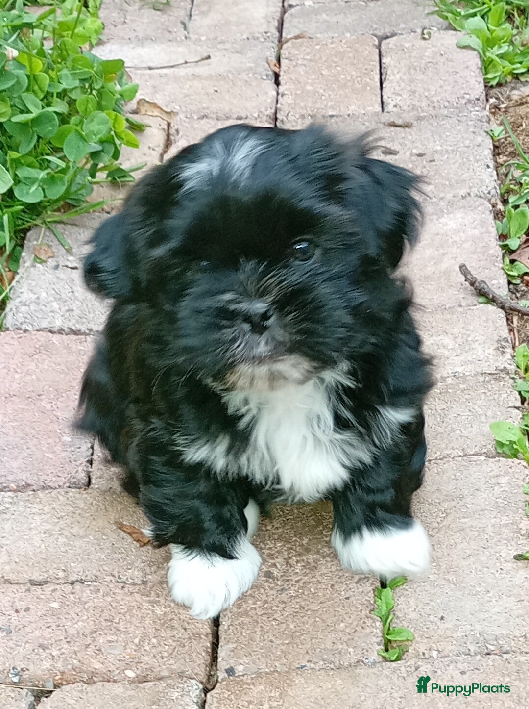 Shih Tzu honden Shih Tzu / boomer pups - Advertentie 1