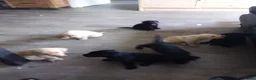 Labrador Retriever honden te koop: Huiskamernestje labradors - Advertentie 4
