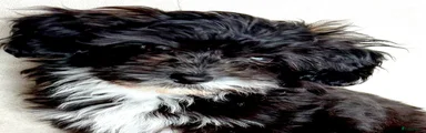 Maltipoo Puppy 1