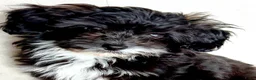 Maltipoo honden te koop: Laatste Lieve reutje toy poedel x maltipoo - Advertentie 3