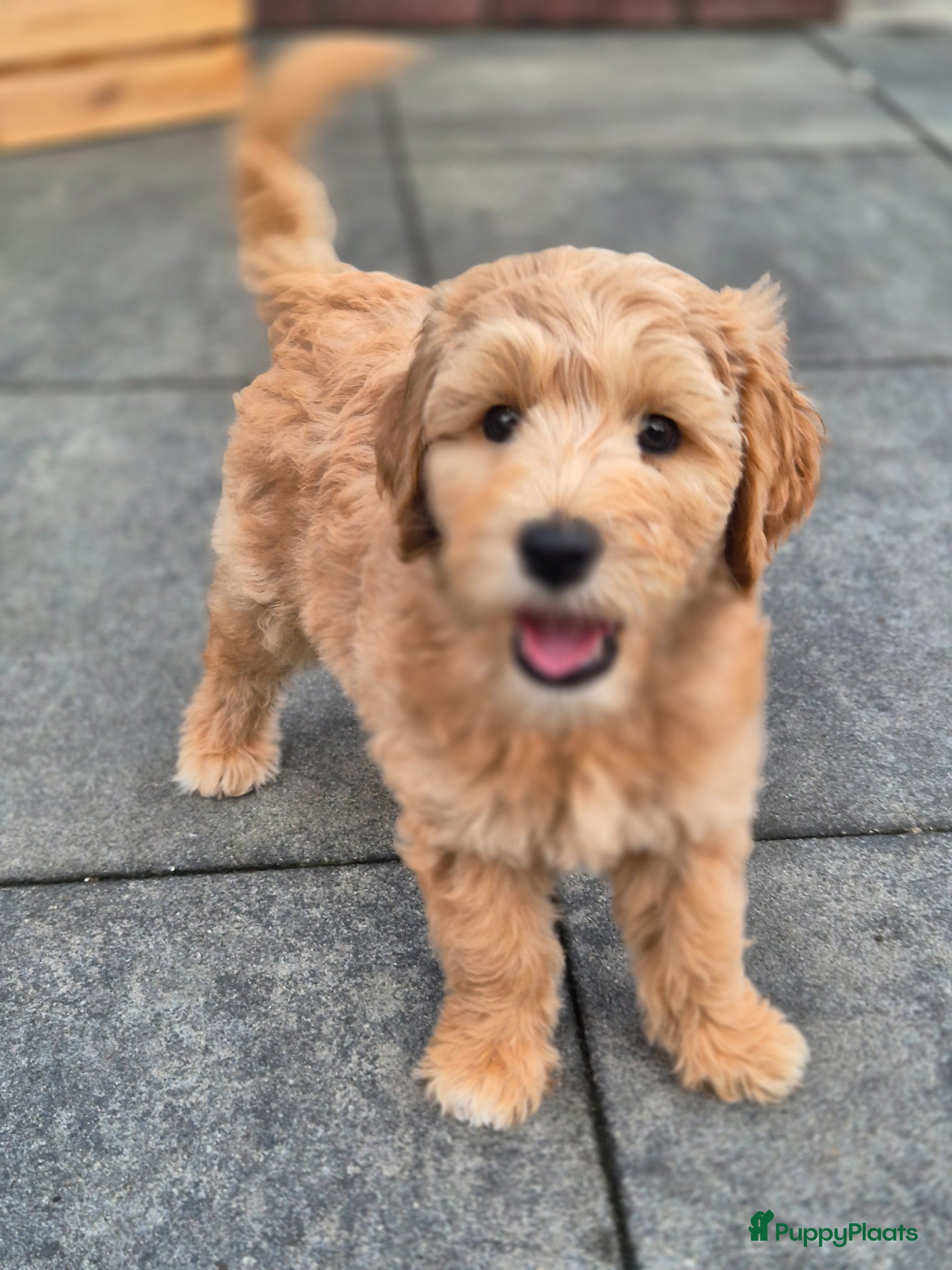 Australian Labradoodle honden Australian labradoodle met stamboom achtergrond  - Advertentie 2