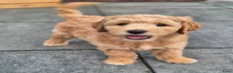 Australian Labradoodle honden te koop: Australian labradoodle met stamboom achtergrond  - Advertentie 1