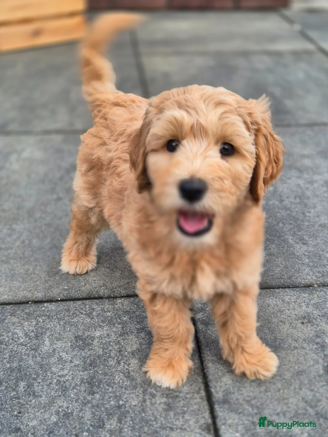 Australian Labradoodle honden te koop: Australian labradoodle met stamboom achtergrond  - Advertentie 1