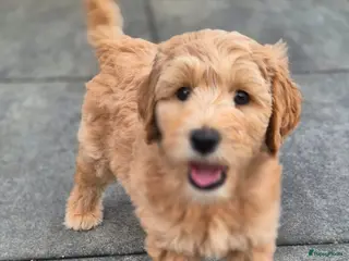 Australian Labradoodle honden Australian labradoodle met stamboom achtergrond - Advertentie 2