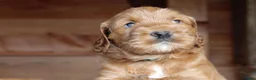 Australian Labradoodle honden te koop: Prachtige Australian Labradoodle pups in Velp - Advertentie 19