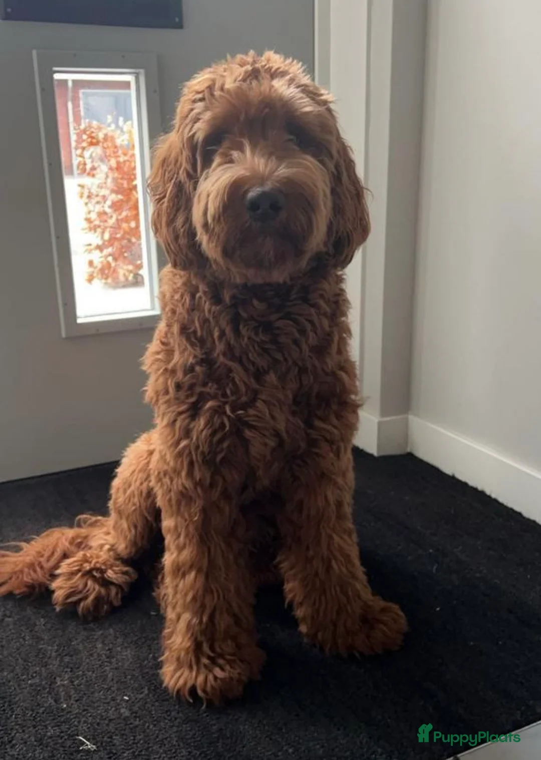 Australian Labradoodle honden te koop: (Australian) Labradoodle pups - Advertentie 14