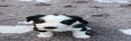 Kruising honden te koop: Kruising Australian Shepherd en “Westpointer” - Advertentie 6