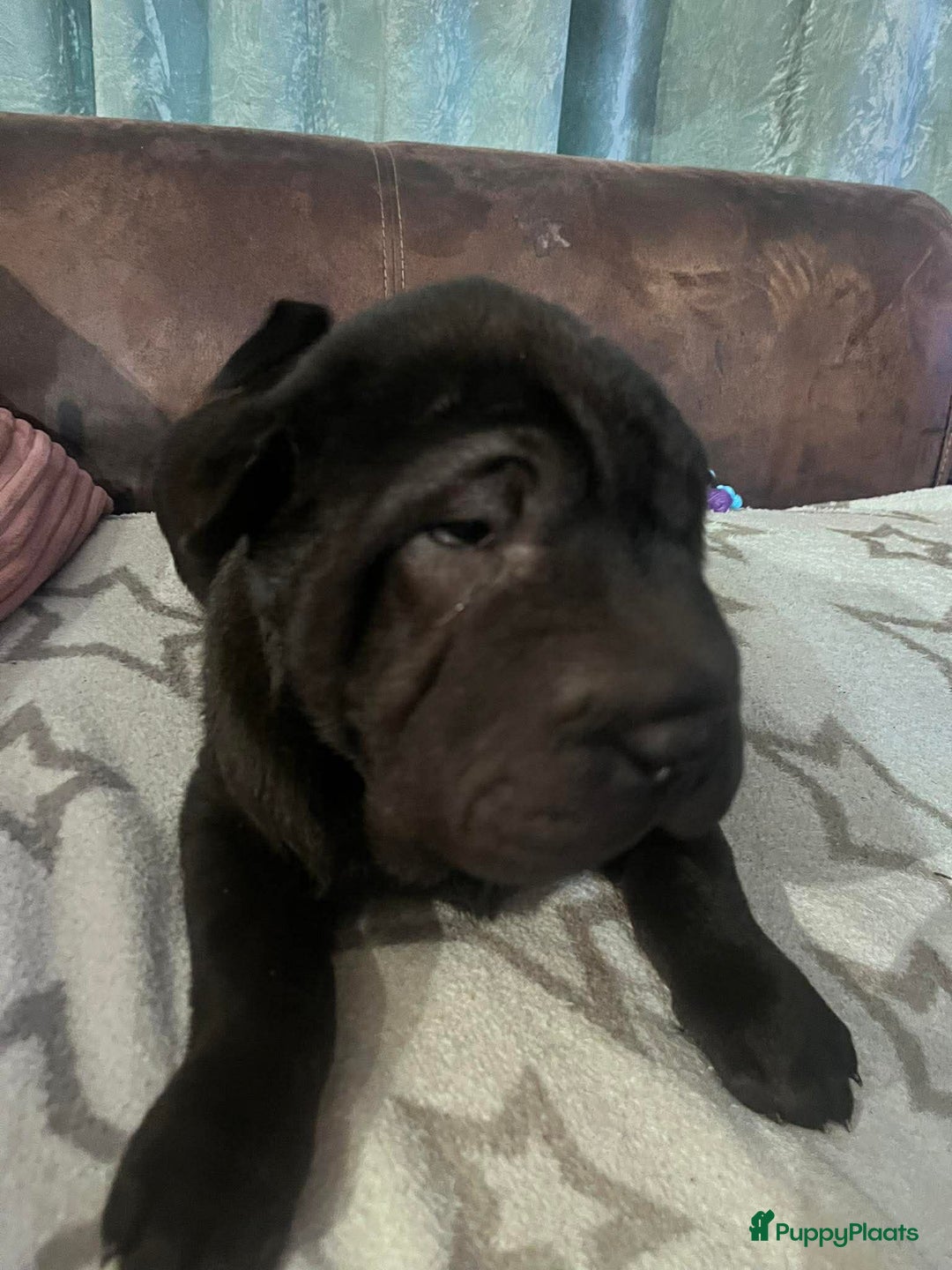 Shar Pei honden te koop: Sharpei - Advertentie 15