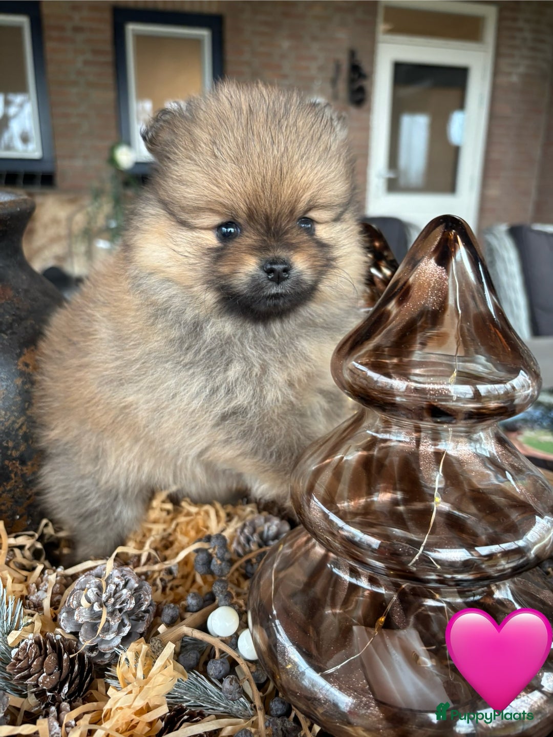 Pomeriaan honden te koop: Pomeriaan pups - Advertentie 3