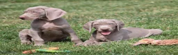 Weimarse Staande Hond korthaar honden te koop: Weimaraner pups - Advertentie 14