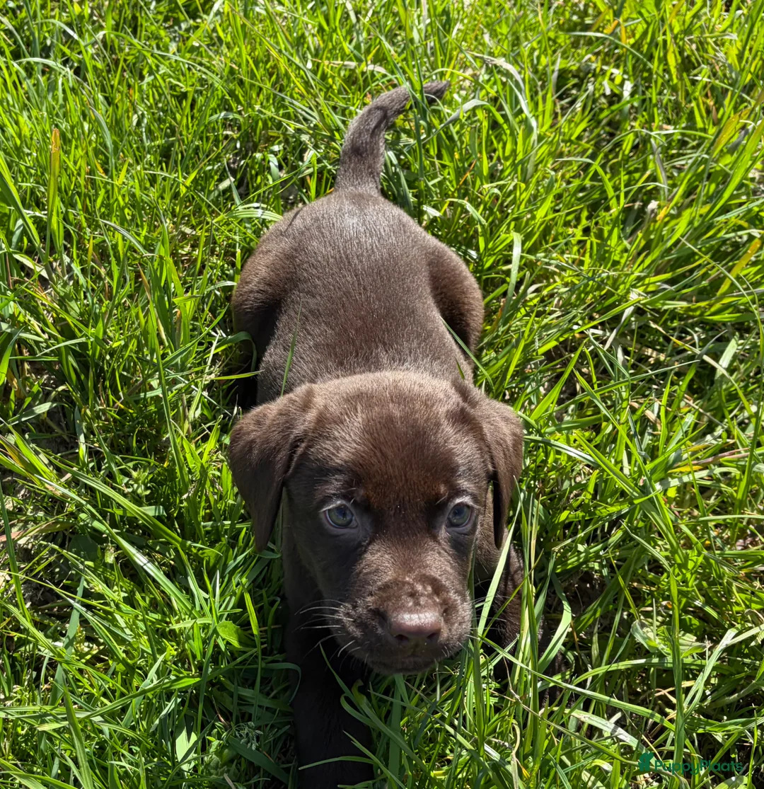 Labrador Retriever honden te koop: Labradorpup, bruin - Advertentie 2