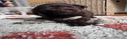 Labradoodle honden te koop: Prachtige medium labradoodle pups - Advertentie 2