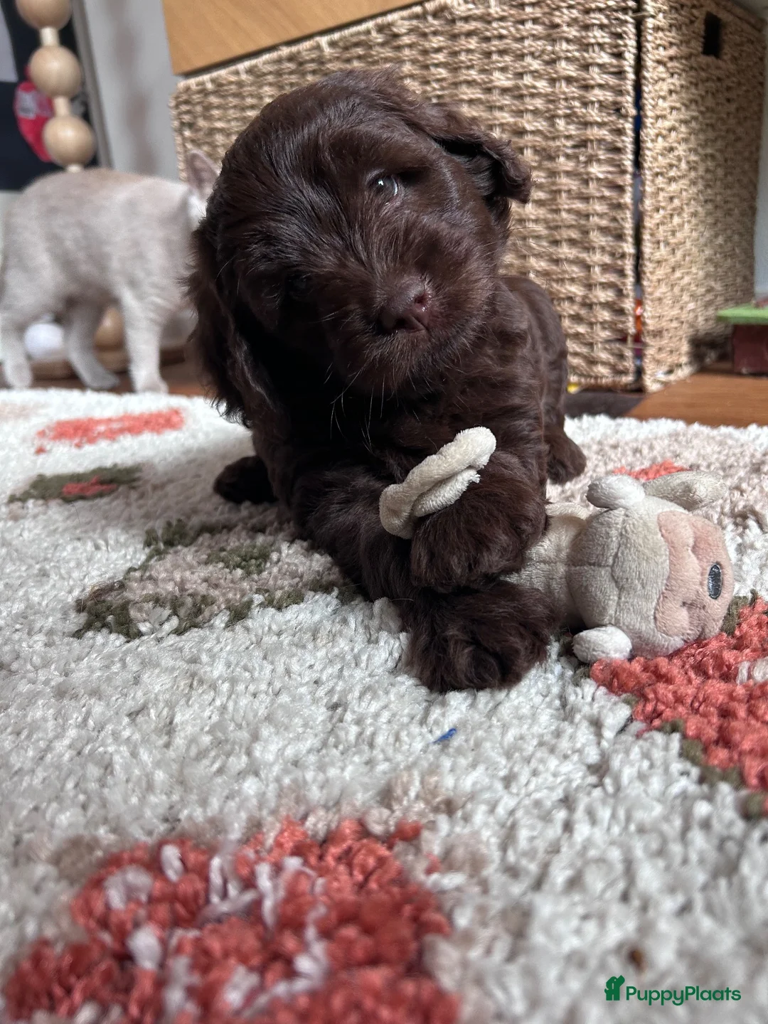 Labradoodle honden te koop: Prachtige medium labradoodle pups - Advertentie 2