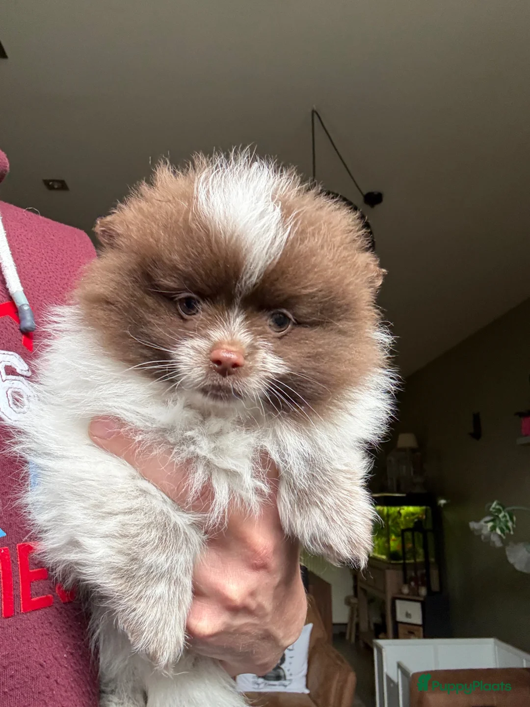 Pomeriaan honden te koop: Pomeriaan  - Advertentie 1