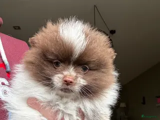 Pomeriaan honden Pomeriaan - Advertentie 1